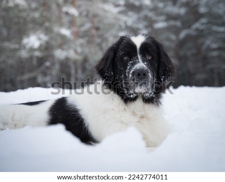 Portrait of an elderly female Landseer dog in cold winter day. Dog is covered with snow. Winter landscape background. Estonia.