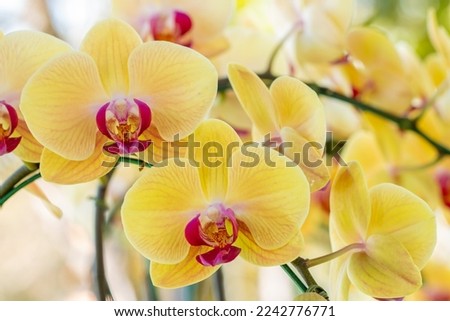 Background flower, yellow orchids, Phalaenopsis, with blurred of other blossom and green leaves, in soft blurred style, selective focus point. Royalty-Free Stock Photo #2242776771