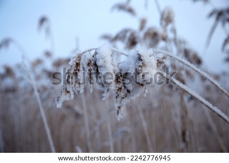 Dried reed covered with white hoarfrost, selective focus. High quality photo