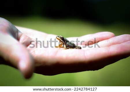 A miniature frog in the palm of the hand in the summer sun