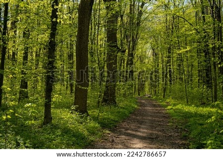 romantic mountain bike sport route, forest thickets dirt road, truck tyre tracks, spring flowers vegetation, sunny day tree shadow, desolate bicycle way, seasonal active rest concept, feeling nature