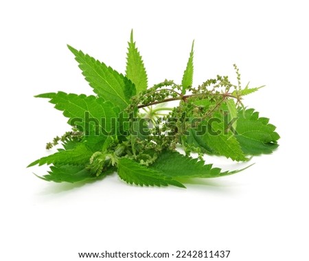 Raw nettle leaves on white background, isolated. Royalty-Free Stock Photo #2242811437