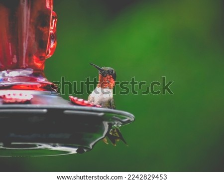Photography of Hummingbird in Nature 