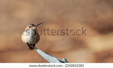 Photography of Hummingbird in Nature 