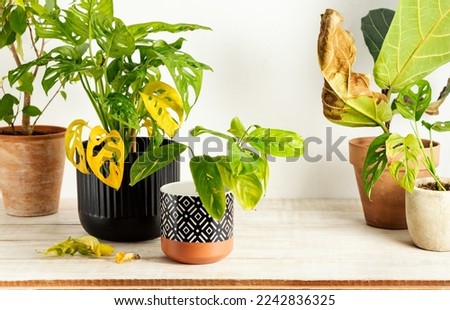 Withered plants, neglected ornamental plants, home plants, improper care Royalty-Free Stock Photo #2242836325