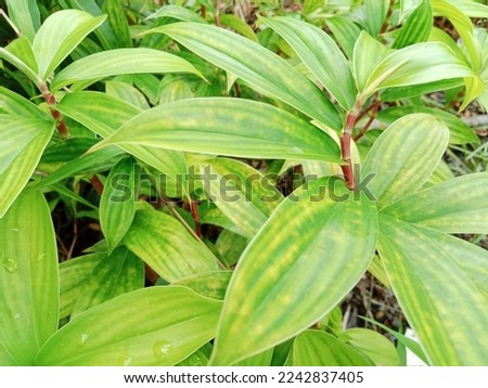 Costus spiralis is a herbaceous perennial species in the Costaceae family, commonly known as Spiral Ginger. Costus leaves texture.