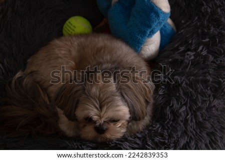 photo of the dog lying on the dog bed in the room with a toy next to it