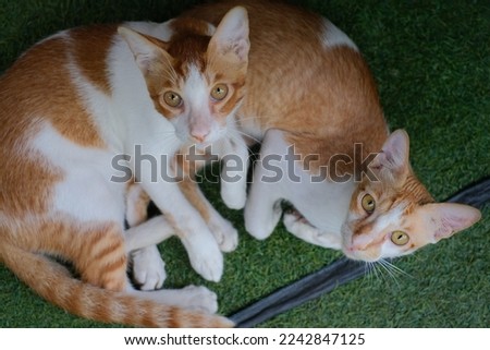 Picture of beautiful twin cats.