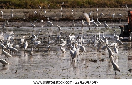 Flocks of white birds go fishing in the paddy field in the swamp where food is plentiful. representing the food chain