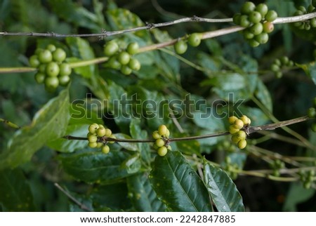Unripe coffee berries on its branch, selective focus, useful in document or organic product. green background. Shallow depth of field