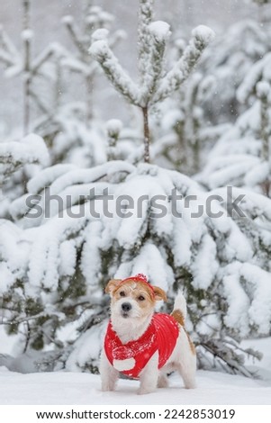 Jack Russell Terrier in a red jacket, hat and scarf stands in the forest. There is a snowstorm in the background. Christmas concept.