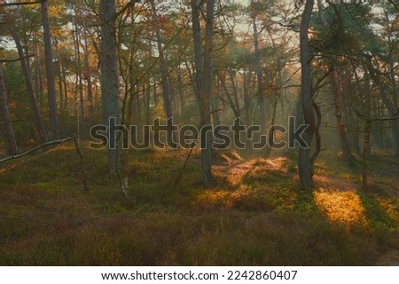 December is the forest where the afternoon sun shows its strength for a while and has thawed the forest frozen in the night and provides it with golden colors.