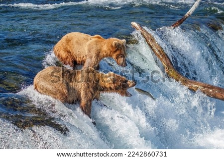 Brown bear with mouth open waiting for salmon at Brooks falls, Katmai National Park, Alaska