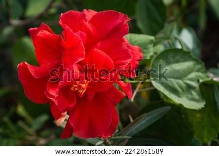 Beautiful red hibiscus flower outdoors on a branch against a background of many green leaves.