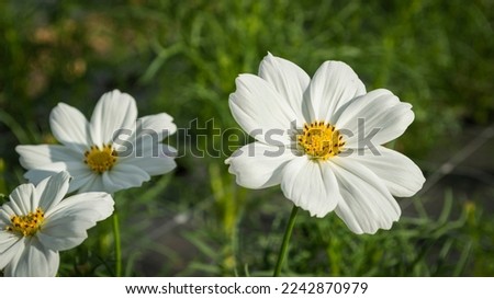Outdoor white cosmos flower against sunlight in garden and green grass background.