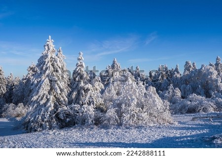 Coniferous trees covered with snow and ice on the Großer Feldberg in the Taunus - Germany under a blue sky