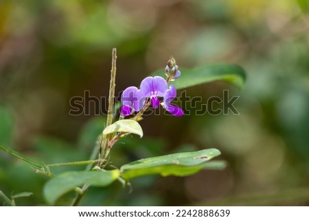 Desmodium paniculatum. Panicled Tick Trefoil with small red purple flowers, found in the wild in Sri Lanka. Royalty-Free Stock Photo #2242888639