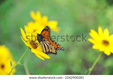 monarch butterfly in a garden