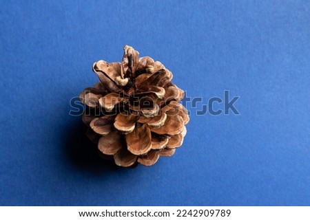 Big pinecone on a blue background. Studio light. Shadow. Empty space for text editing. Seasonal traditional holiday design element. Pinecone icon, symbol, decor. Isolated