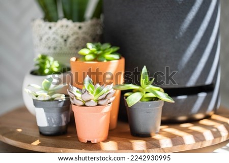 Sunlight hitting succulent plants inside a home  Royalty-Free Stock Photo #2242930995
