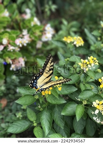 Closeup of a yellow swallowtail 
