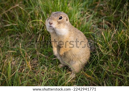 cute ground squirrel looking for food in the field