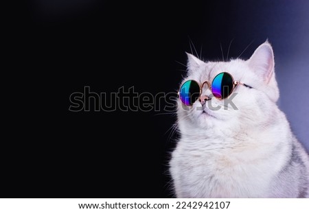 White british cat wears blue sunglasses on an black background.