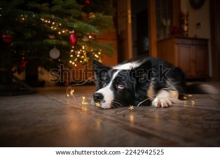 Border Collie with Cute Look with Christmas Tree. Adorable Black and White Dog Lies Down on Floor during Xmas. 