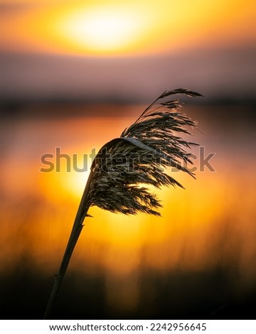 Sunset - focus on the reed flowers with beautiful orange reflection of the sun in the water