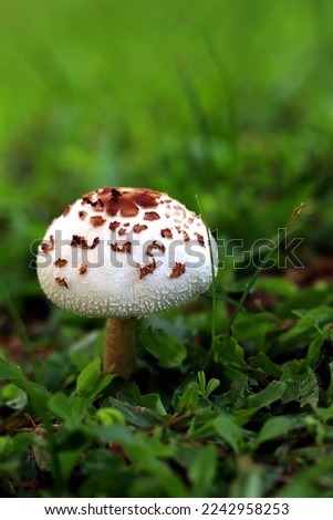 White mushroom growing fertilely among green grass