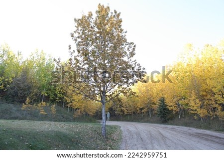 Tree by Road outside Cold Lake