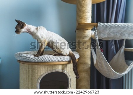 Picture of a cat half-standing, half-seating on the cat tower. Medium shot. Pet concept. High quality photo
