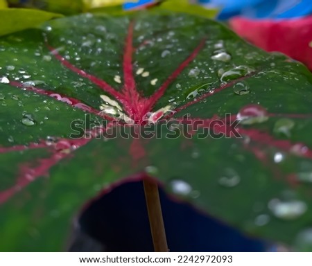 taro leaves exposed to raindrops, taro leaves have a waxy coating on them so the leaves won't get wet when exposed to water