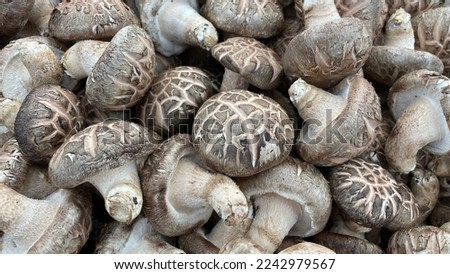 fresh shiitake mushrooms on the market