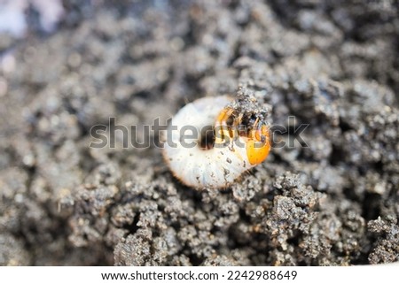 Close-up of a pest curled up in the soil, the larvae of a scarabaeid beetle. Royalty-Free Stock Photo #2242988649