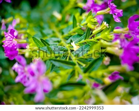 Mirabilis jalapa, the Peruvian miracle or four o'clock flower, is a species of Mirabilis houseplant and comes in a variety of colors. Mirabilis in Latin means beautiful and Jalapa Xalapa
