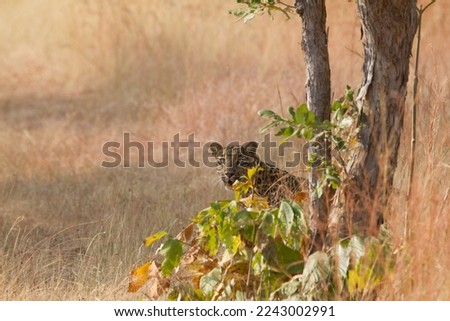 Leopard hiding behind the bush 