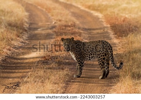 Leopard standing on road bold 