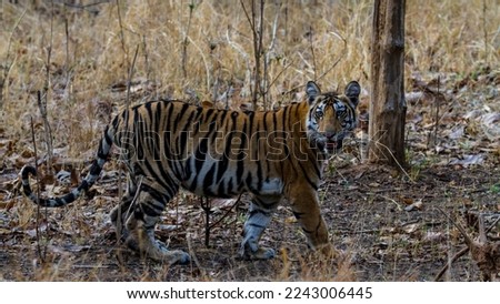 tiger cub at panna tiger reserve 