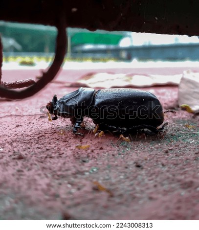 A dead beetle surrounded by ants in close up picture.
