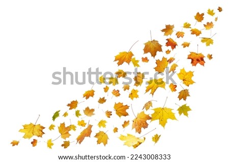 Falling autumn maple leaves on white background.