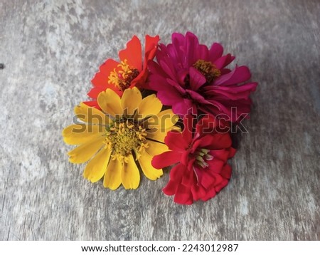 aesthetic colorful flowers on wood texture background