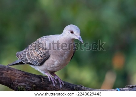 Oriental turtle dove on the perch
