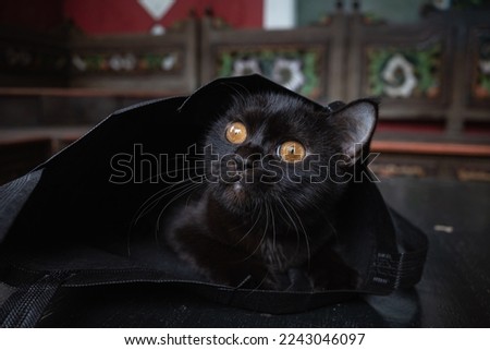 black pet cat with a funny face