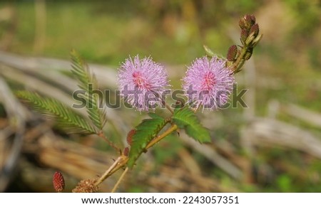 Sensitive Plant (Mimosa pudica),  also called humble plant, That responds to touch and other stimulation by rapidly closing its leaves and drooping.