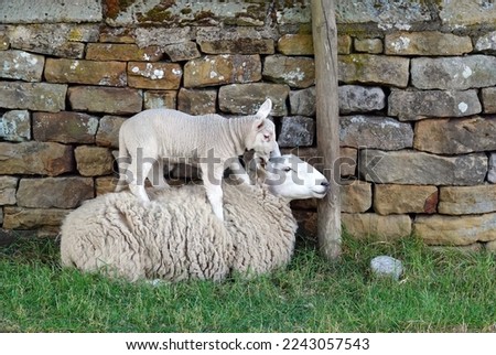 A lamb climbing on its mother’s back against a dry stone wall in Yorkshire, UK. Royalty-Free Stock Photo #2243057543