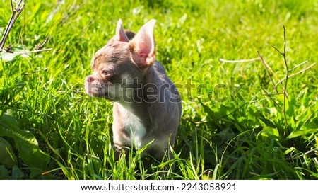 An extremely small chihuahua dog is walking on the green grass.
