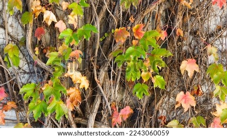 The brick wall is covered with old peeling plaster, covered in different colors with ivy branches.Backgrounds and textures.