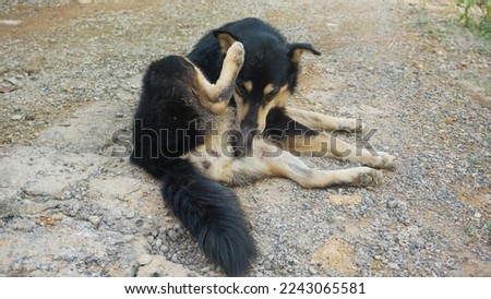 Male Black Dog Lick Their Privates, Genital licking in dogs is a normal way to help keep their bodies clean and free of dirt and debris Royalty-Free Stock Photo #2243065581