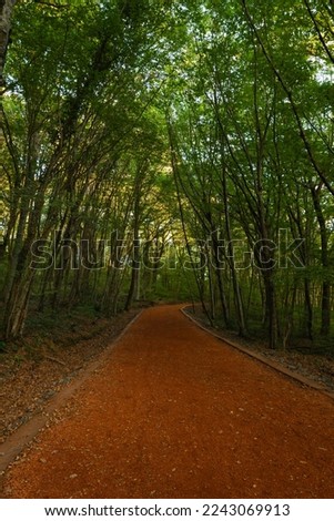 Walking trail in the forest in autumn. Belgrad Forest in Istanbul vertical photo. Jogging or hiking trail.